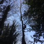 Kingswood Tree Surgery & Landscaping Services in Berkshire