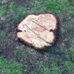 Tree Stump Grinding