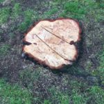 Stump Removal