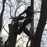 Tree Surgery