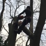 Tree Surgery